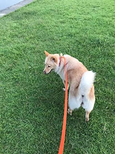 AmaGood Dog/Puppy Obedience Recall Training Agility Lead-15 ft 20 ft 30 ft 50 ft Long Leash-for Dog Training,Tie Out,Play,Safety,Camping (20 feet, Orange)