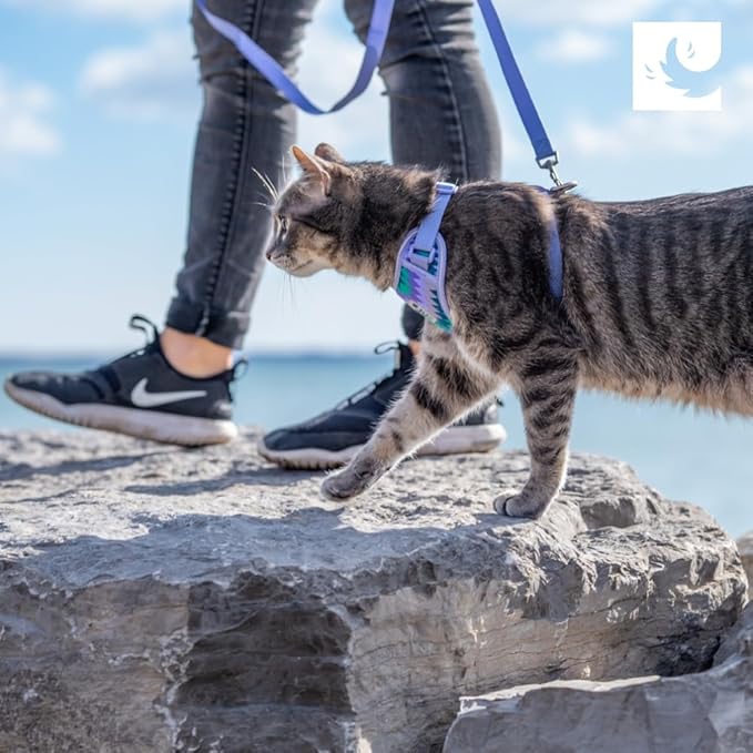 RC Pets Adventure Kitty Cat Harness | Adjustable Airmesh Vest with D-Ring and 6ft Leash for Walking and Travel | Maze, Medium