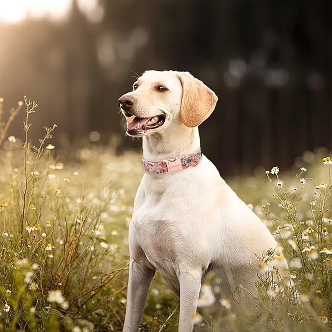 Unique Style Paws Pink Rose Collar Metal Buckle Dog Collar Flower Gift Durable Cute Collar for Small, Medium, Large Dogs
