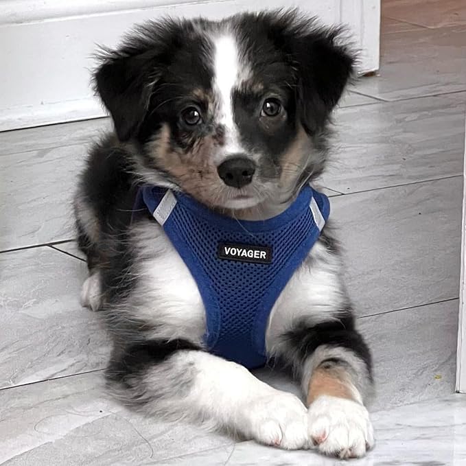 Best Pet Supplies Voyager Step-in Air Harness - All Weather Mesh, Reflective, No Pull Harness for Dogs, Cats - Secure with Hook & Loop Fastener, Buckle, Double D-Rings - Royal Blue, XXS