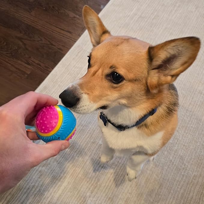 SPOT Sensory Ball for Soft Chewers - Stimulates All 5 Senses, Bell & Squeaker Sounds, Raised Nubs Clean Teeth, High Contrast Fetch Toy, Beef Scented, Durable TPR Rubber Ball, 2.5-inch