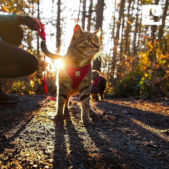 RC Pets Adventure Kitty Harness Includes Adjustable, Airmesh Fabric, 6' Leash and D-Ring Cat Walking Harness | Splatter, Medium