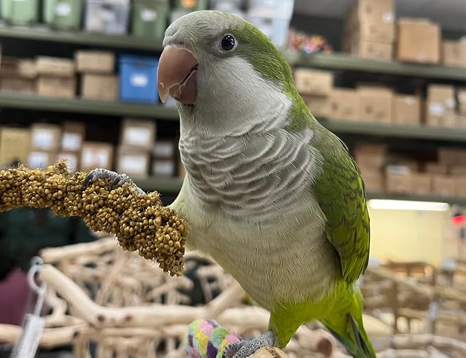 Birds LOVE Economy Special Spray Millet | GMO-Free (No Stems Only Edible Tops) for Birds Cockatiel, Lovebird, Parakeet, Finch, Canary All Parrots Healthy Treat 7 oz -Pack of 2