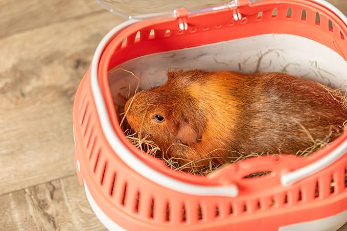 Trixie Pico Transport Crate, Small Pet Carrier, Portable Travel Carrier, for Small Pets, Hamsters, Guinea Pig, Lizards