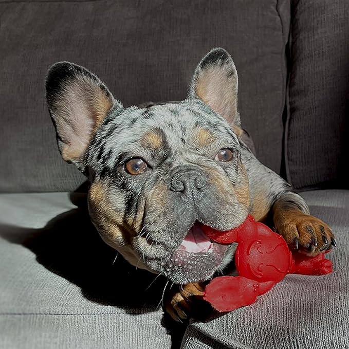Nylabone Lobster Power Chew Toy for Dogs, Dog Toys for Aggressive Chewers, Filet Mignon Flavor, Small Dogs - Up to 25 Ibs, 1 Count