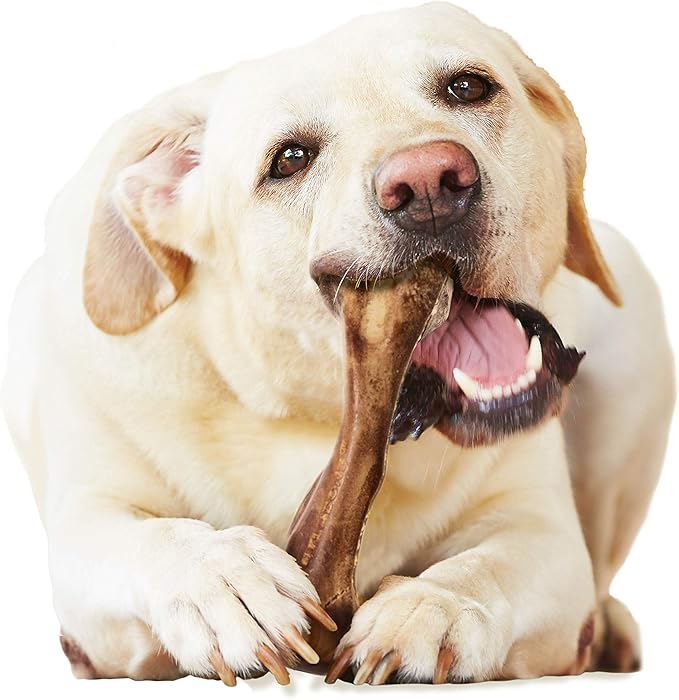 Nylabone Healthy Edibles WILD Natural Longer-Lasting Chew Treats, Venison Flavor, Large Dogs Up to 50 lbs - Made in USA (1 Count)