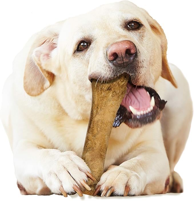 Nylabone Healthy Edibles Natural Dog Chews Long Lasting Bacon Flavor Treats for Dogs, X-Large/Souper (1 Count)